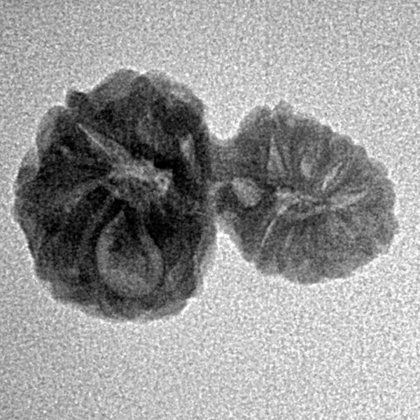 17 Mukhi Gaurishankar 21mm 1.38gm - Inverse xray