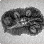 21 Mukhi Ganesh 25.9mm 2.43gm - Inverse xray