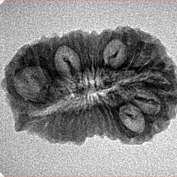 21 Mukhi Ganesh 25.9mm 2.43gm - Inverse xray