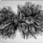 15 Mukhi Gaurishankar 34.3mm 4.92gm - Inverse xray