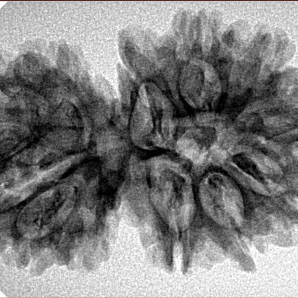 15 Mukhi Gaurishankar 34.3mm 4.92gm - Inverse xray