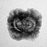 2 Mukhi Rudraksha 23.5mm 1.73gm - Origin: Nepal - Inverse xray