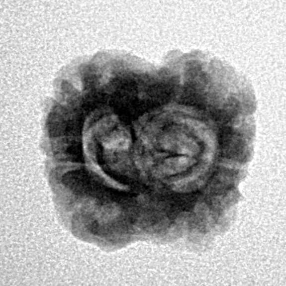 2 Mukhi Rudraksha 23.5mm 1.73gm - Origin: Nepal - Inverse xray