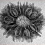 12 Mukhi Rudraksha 26.5mm 3.94gm - Inverse xray