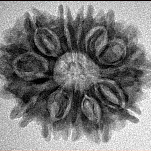 12 Mukhi Rudraksha 26.5mm 3.94gm - Inverse xray