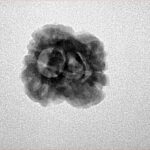 2 Mukhi Rudraksha 25mm 2.09gm - Inverse xray