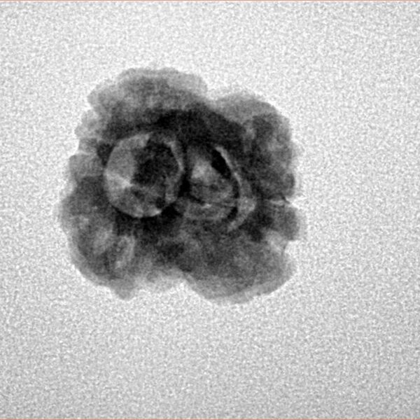 2 Mukhi Rudraksha 25mm 2.09gm - Inverse xray