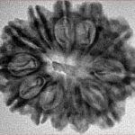 12 Mukhi Rudraksha 28.4mm 4.6gm - Inverse xray