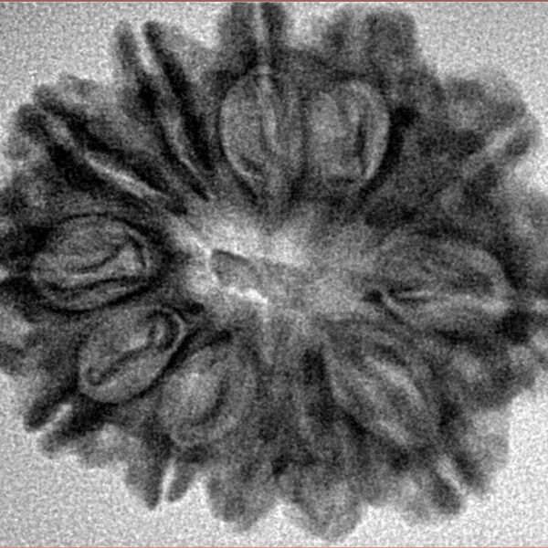 12 Mukhi Rudraksha 28.4mm 4.6gm - Inverse xray