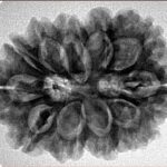 11 Mukhi Rudraksha 29.5mm 5.66gm - Inverse xray