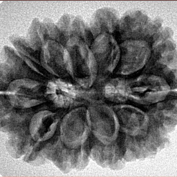 11 Mukhi Rudraksha 29.5mm 5.66gm - Inverse xray