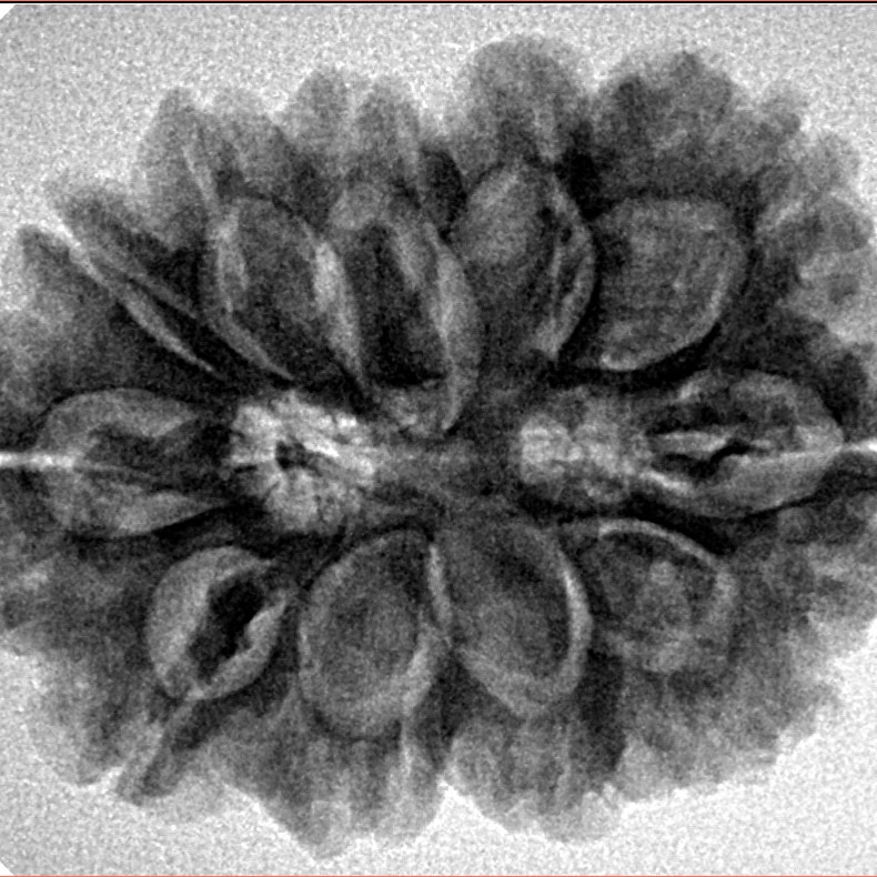 11 Mukhi Rudraksha 29.5mm 5.66gm - Inverse xray