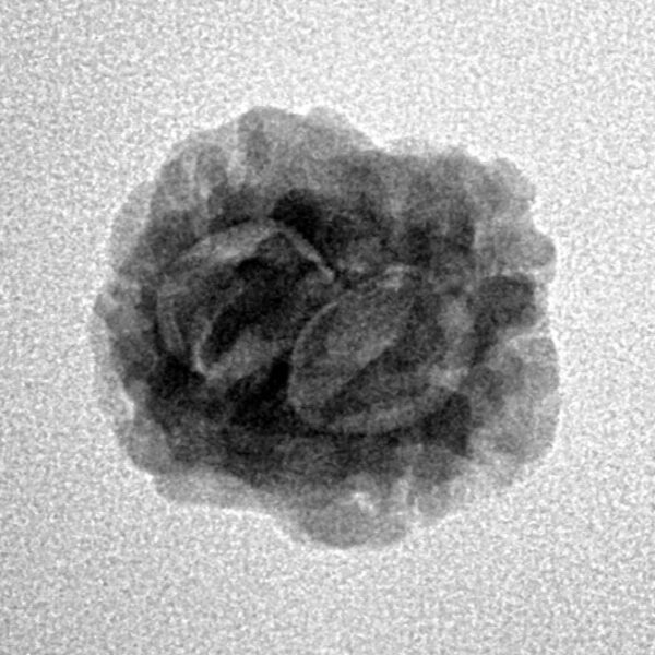 2 Mukhi Rudraksha 20.2mm 1.74gm - Inverse xray