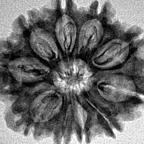 10 Mukhi Rudraksha 26.5mm 3.68gm - Inverse xray