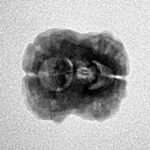 2 Mukhi Rudraksha 22.9mm 1.81gm - Inverse xray