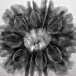 10 Mukhi Rudraksha 27.2mm 5.6gm - Inverse xray