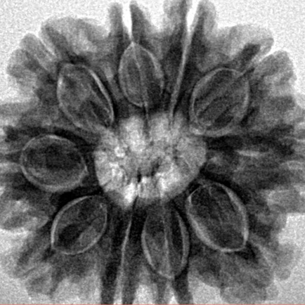 10 Mukhi Rudraksha 27.2mm 5.6gm - Inverse xray