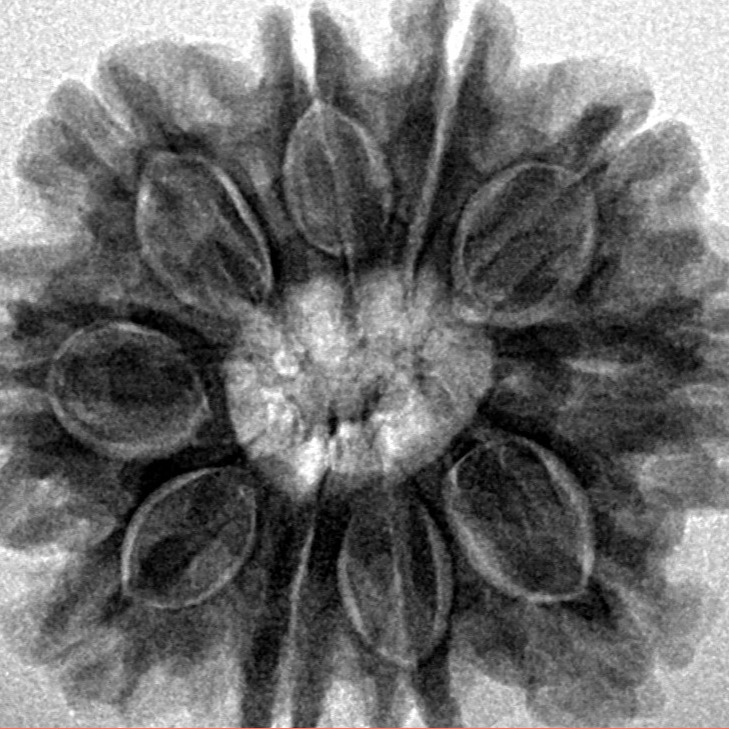 10 Mukhi Rudraksha 27.2mm 5.6gm - Inverse xray