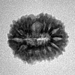 15 Mukhi Rudraksha 17.8mm 1.6gm - Inverse xray