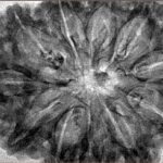 11 Mukhi Rudraksha 37.1mm 7.45gm - Inverse xray