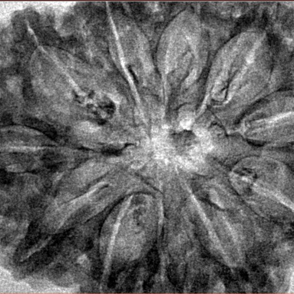 11 Mukhi Rudraksha 37.1mm 7.45gm - Inverse xray