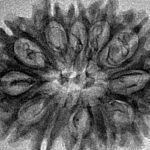 12 Mukhi Rudraksha 29.9mm 3.16gm - Inverse xray