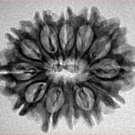 12 Mukhi Rudraksha 27.4mm 3.58gm - Origin: Nepal - Inverse xray