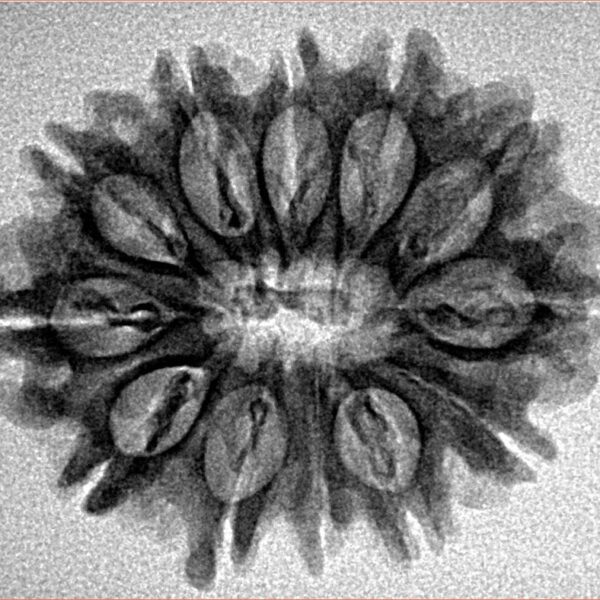 12 Mukhi Rudraksha 27.4mm 3.58gm - Origin: Nepal - Inverse xray