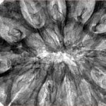 12 Mukhi Rudraksha 44.2mm 12.37gm - Inverse xray