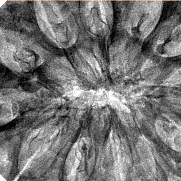 12 Mukhi Rudraksha 44.2mm 12.37gm - Inverse xray