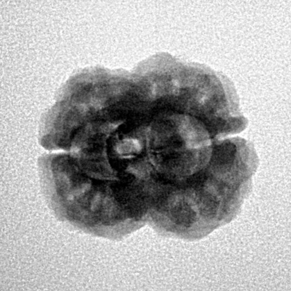 2 Mukhi Rudraksha 23.7mm 2.54gm - Inverse xray