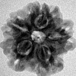 1MK(Underdeveloped) 21.2mm 3gm - Inverse xray