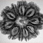 10 Mukhi Rudraksha 27.1mm 4.81gm - Inverse xray