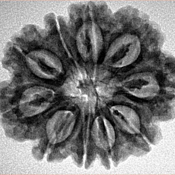 10 Mukhi Rudraksha 27.1mm 4.81gm - Inverse xray