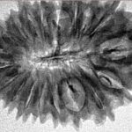 19 Mukhi Rudraksha 32mm 4.07gm - Inverse xray