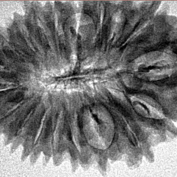 19 Mukhi Rudraksha 32mm 4.07gm - Inverse xray