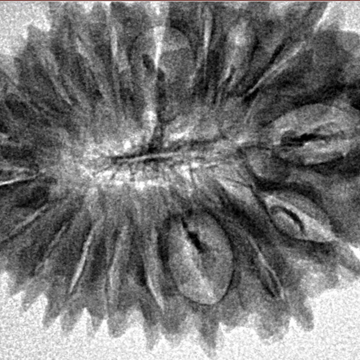 19 Mukhi Rudraksha 32mm 4.07gm - Inverse xray