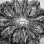 11 Mukhi Rudraksha 33.8mm 6.17gm - Inverse xray