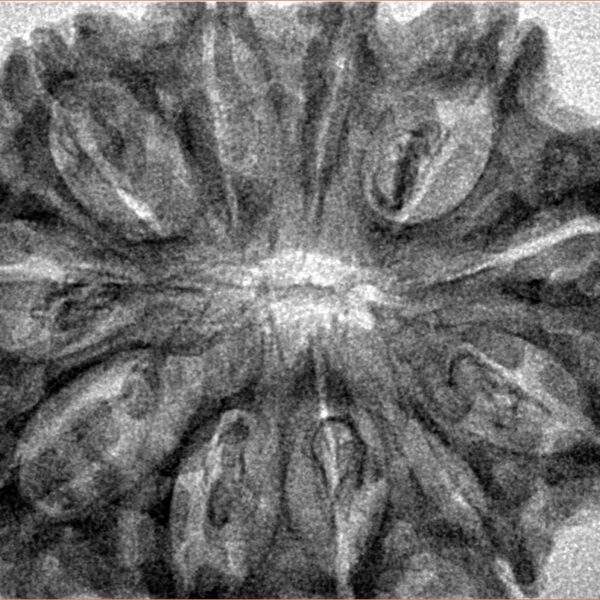 11 Mukhi Rudraksha 33.8mm 6.17gm - Inverse xray