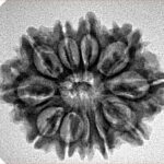 11 Mukhi Rudraksha 26.8mm 3.68gm - Inverse xray