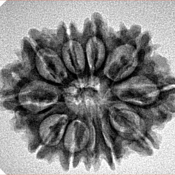 11 Mukhi Rudraksha 26.8mm 3.68gm - Inverse xray