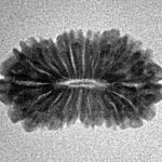 18 Mukhi Rudraksha 20.6mm 1.37gm - Inverse xray