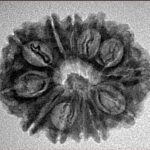 12 Mukhi Rudraksha 25.7mm 3.53gm - Inverse xray