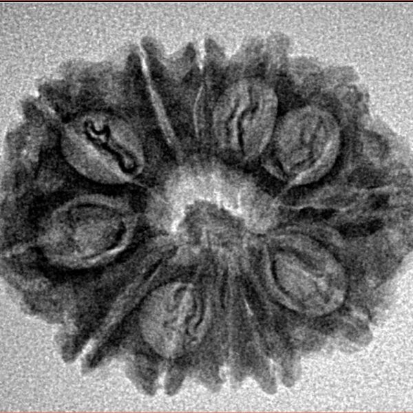 12 Mukhi Rudraksha 25.7mm 3.53gm - Inverse xray