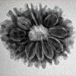 12 Mukhi Rudraksha 24.1mm 3.46gm - Inverse xray