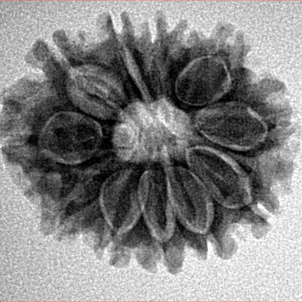 12 Mukhi Rudraksha 24.1mm 3.46gm - Inverse xray