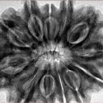 12 Mukhi Rudraksha 33.4mm 8.67gm - Inverse xray