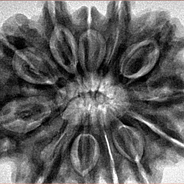 12 Mukhi Rudraksha 33.4mm 8.67gm - Inverse xray