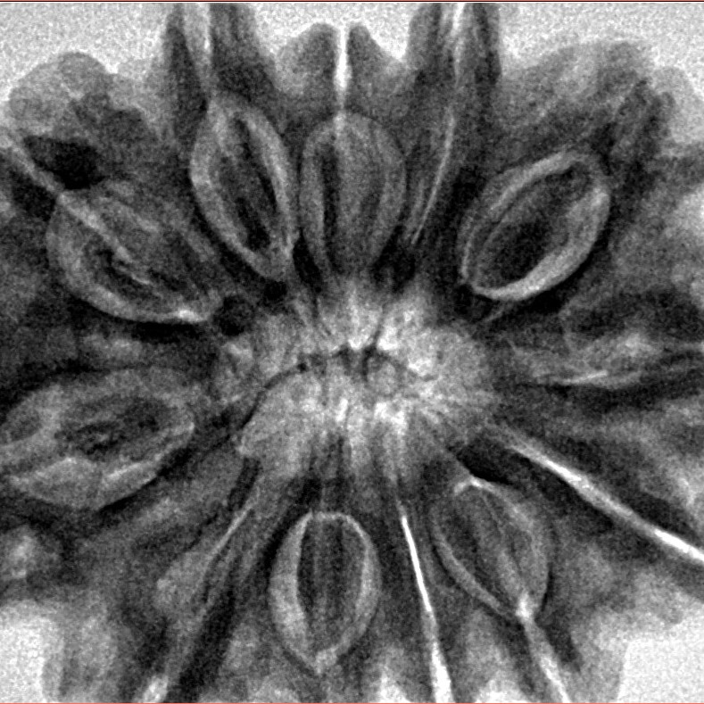 12 Mukhi Rudraksha 33.4mm 8.67gm - Inverse xray