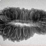 31 Mukhi Rudraksha 32.5mm 4.52gm - Inverse xray